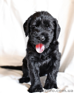 Элитные щенки ризеншнауцера #346680