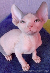 Канадский сфинкс,  удивление,  переходящее в восторг! #344943