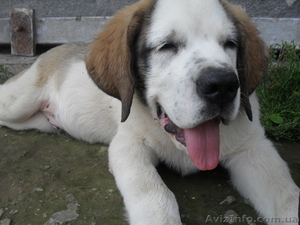 продам цуценят сенбернара #348196