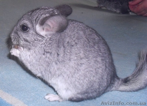 Продам Шиншилл окрас стандарт #351673