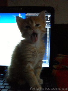 Отдам котенка в заботливые руки #365696