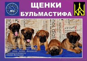 Бульмастиф щенки #355521