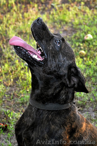 Метис французского бульдога. Сука 2, 5 года. Тигровая #346265