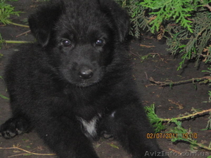 щенок черной немецкой овчарки #341977