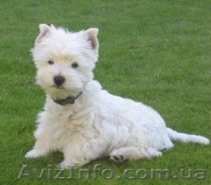 Белоснежные щенки Вест-хайленд-уайт-терьер (Вести) #339489