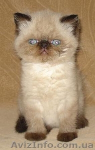 Срочно!!! Гималайский перс-экзот. Голубые глаза. Окрас - колор-поинт #366082