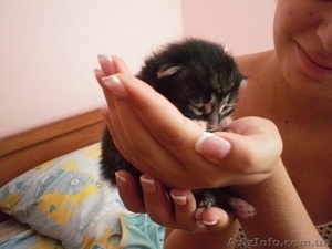 Наращивание ногтей гелем на дому #356450