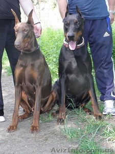 Щенки добермана!!! #349069