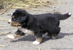 щенки бернского зенненхунда изумительной кондиции #351652