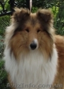 Колли щенки 3000грн. #356644