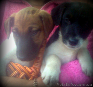 Продам щенка породы фокстерьер гладкошерстный #344230