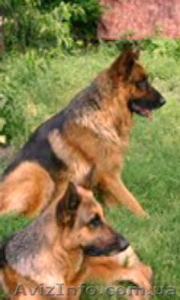 Очаровательные щенки немецкой овчарки #347970