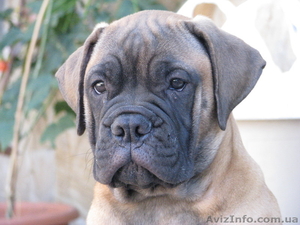 очаровтельный щенок бульмастифа #369975