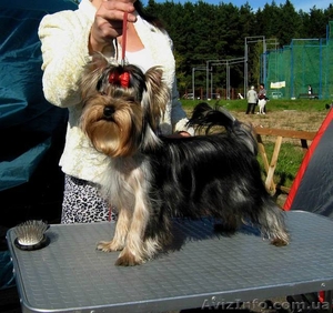 щенки йоркширского терьера,  перспективные для выставок,  7 месяцев #382002
