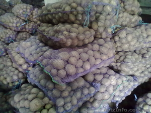  Семенной Картофель высоких репродукций оптом #382170