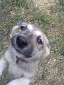 Щенок Зап-Сиб Лайки #373481
