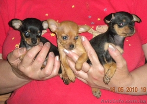 щенки русский той терьер от родителей чемпионов #386302