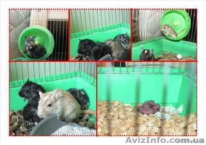 Монгольские песчанки #371538