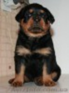 Продам щеночков ротвейлеров #369418
