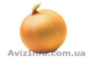 Куплю арбуз,  лук опт. #371832