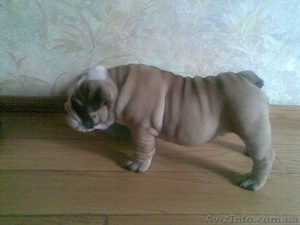 Щeнок англ. бульдога #368414