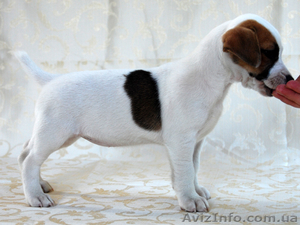  Джек рассел терьер,  шоу класса.Помощь с доставкой #388069