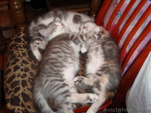 Подарю очаровательных котят #378187