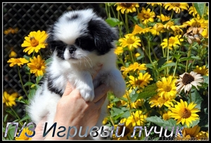 японский хин щенки/Доставка по Украине #387697