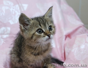 красивых полосатеньких котяток-тигруш подарю #376857