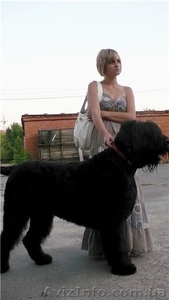 русский черный терьер,  щенки. Кобели для вязки #394076