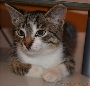 Котенок-болтун Марек 3 м.  #371286