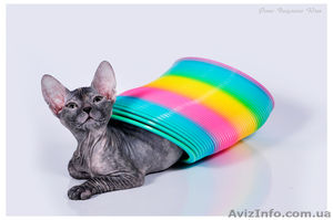 Предлагаются к продаже котята донского сфинкса #378209