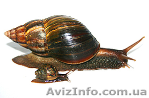 Гигантские улитки Ахатина Фулика #383870