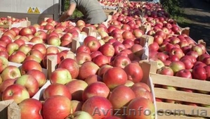 Яблоко,  столовый виноград Молдова  #377059