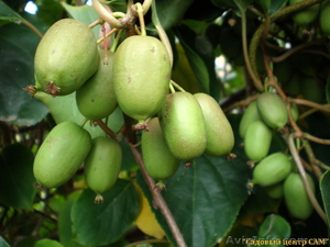 Продам-куплю саженцы голубики,  актинидии,  гуми,  клюквы,  ежевики,  ирги #377591