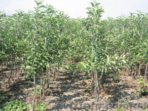 Саженцы садовых яблонь оптом #384834