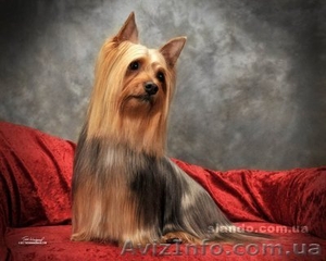 щенки АВСТРАЛИЙСКОГО СИЛКИ ТЕРЬЕРА! #378130