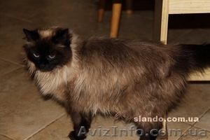 Балинезийские котята #372893