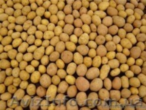 Продам картофель оптом! #362707
