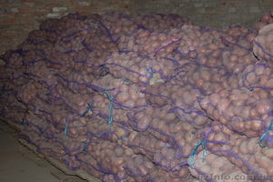  Картофель оптом  #378989