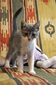 Подарю котенка-девочку,  3 мес #375435