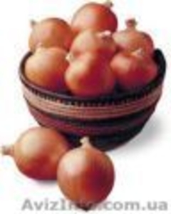 ПРОДАМ ЛУК 2011 #383681