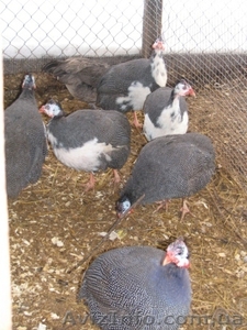 Продам Цесарку  #377164