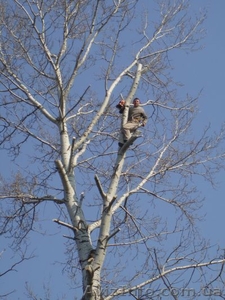 Срезка,  валка,  обрезка деревьев #380871