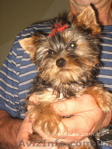 Йорочка-девочка #385483