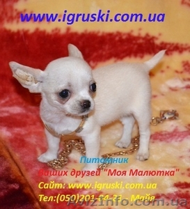Щенки Чихуахуа шоу-класса #380015