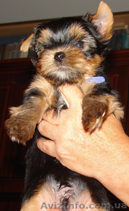 Щенки Йоркширского терьера ищут хозяев #388638