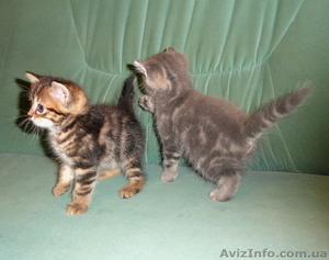 Подарю - отдам котят #374845
