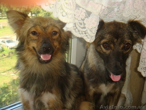 Отдам двух  милых девочек -сестричек #370190