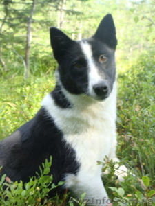 цуценята русько-європейської лайки #375068